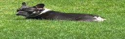 French Bulldog dogs for sale: French Bulldog 2 - Ad 4
