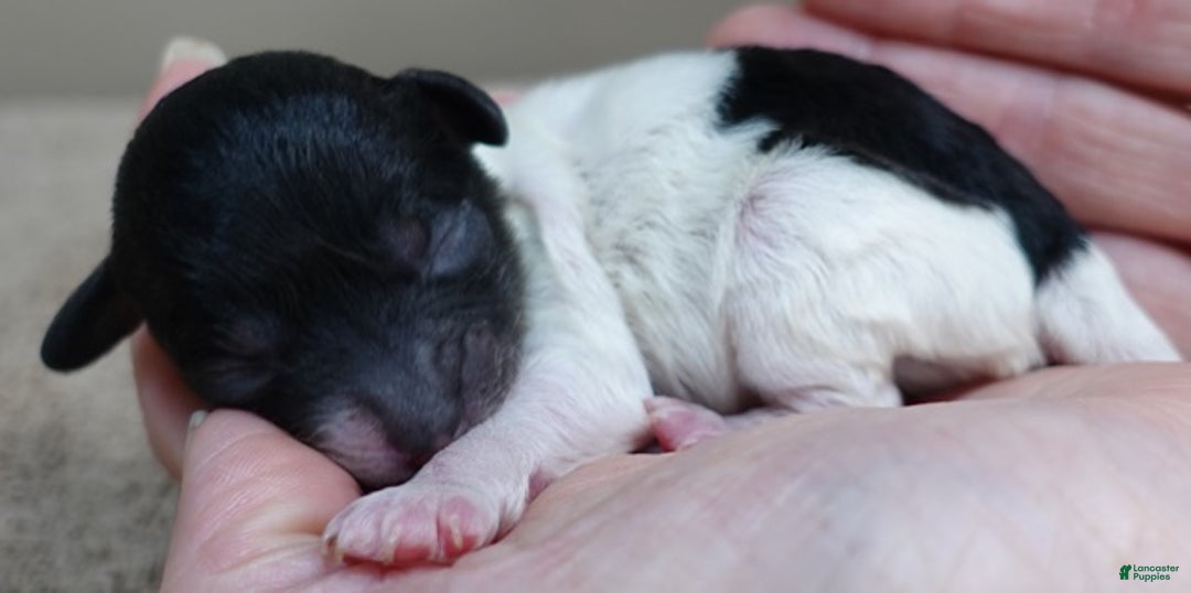 Toy Poodle dogs for sale: Flint - Ad 2