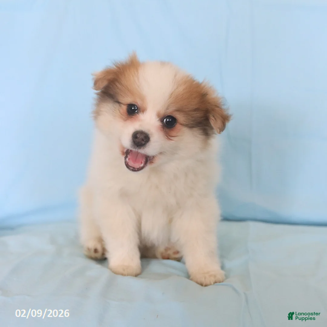 Pomeranian dogs for sale: Lucas - Ad 4