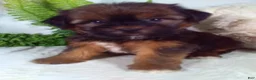 Shorkie dogs for sale: Gunner - Ad 3