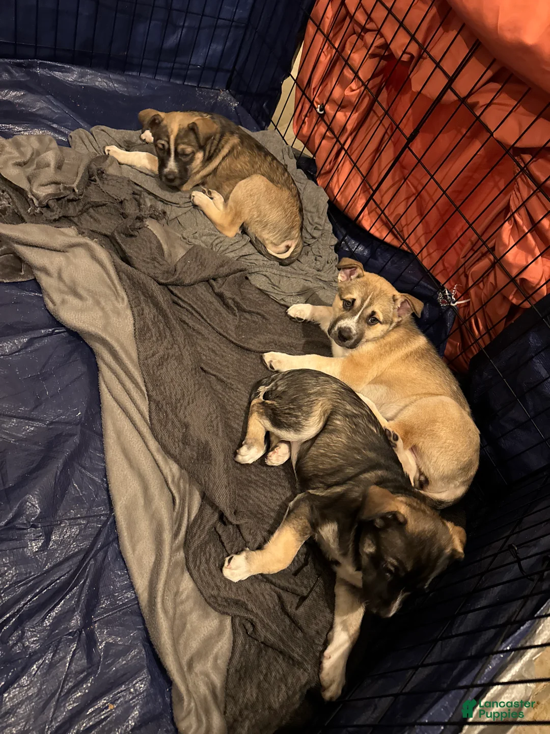 Mixed Breed dogs for sale: Mixed Breed Puppy 3 - Ad 3