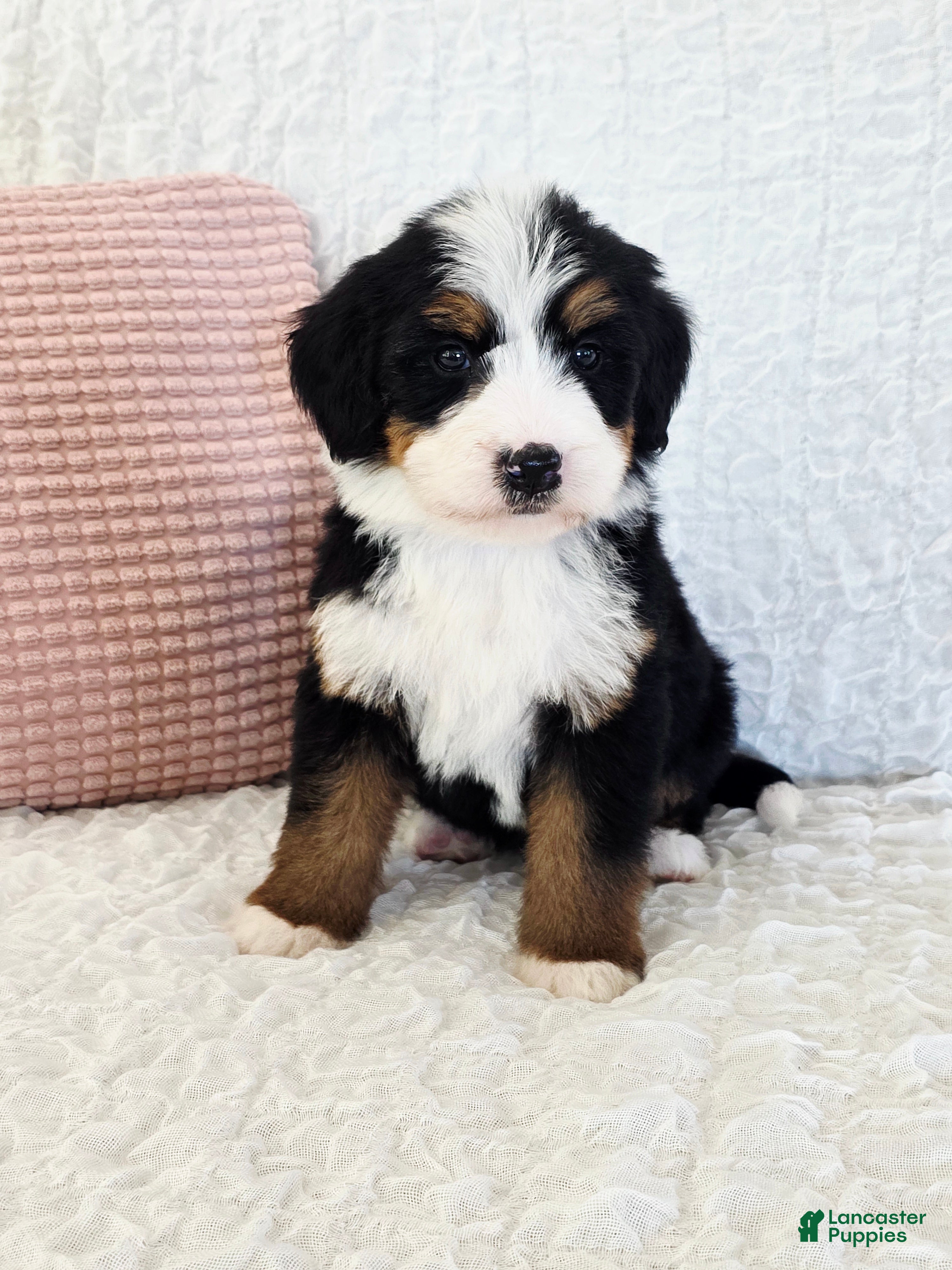 Bernedoodle dogs Pearl - Ad 1