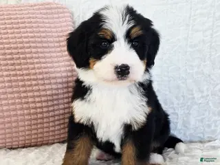 Bernedoodle dogs Pearl - Ad 39
