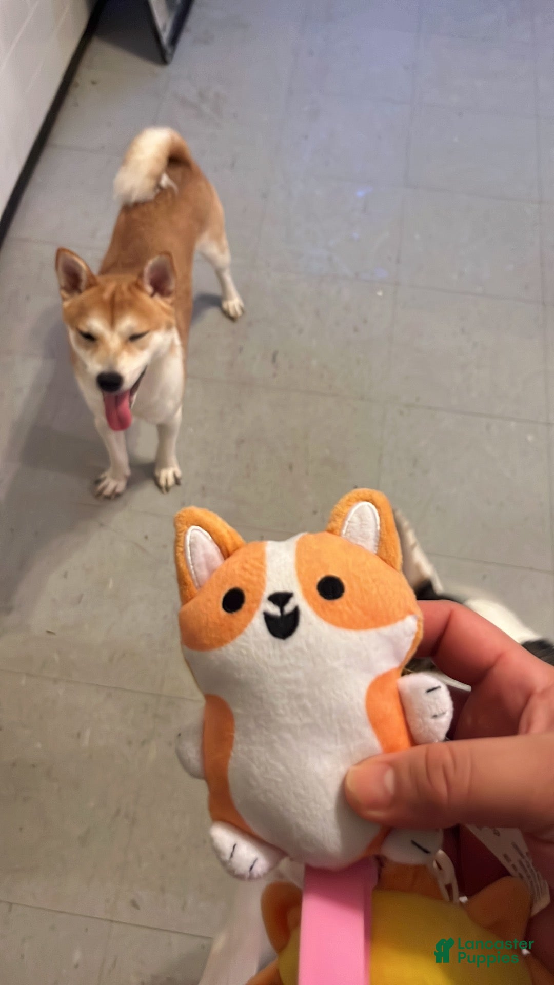 Shiba Inu dogs Shiba Inu  - Ad 2