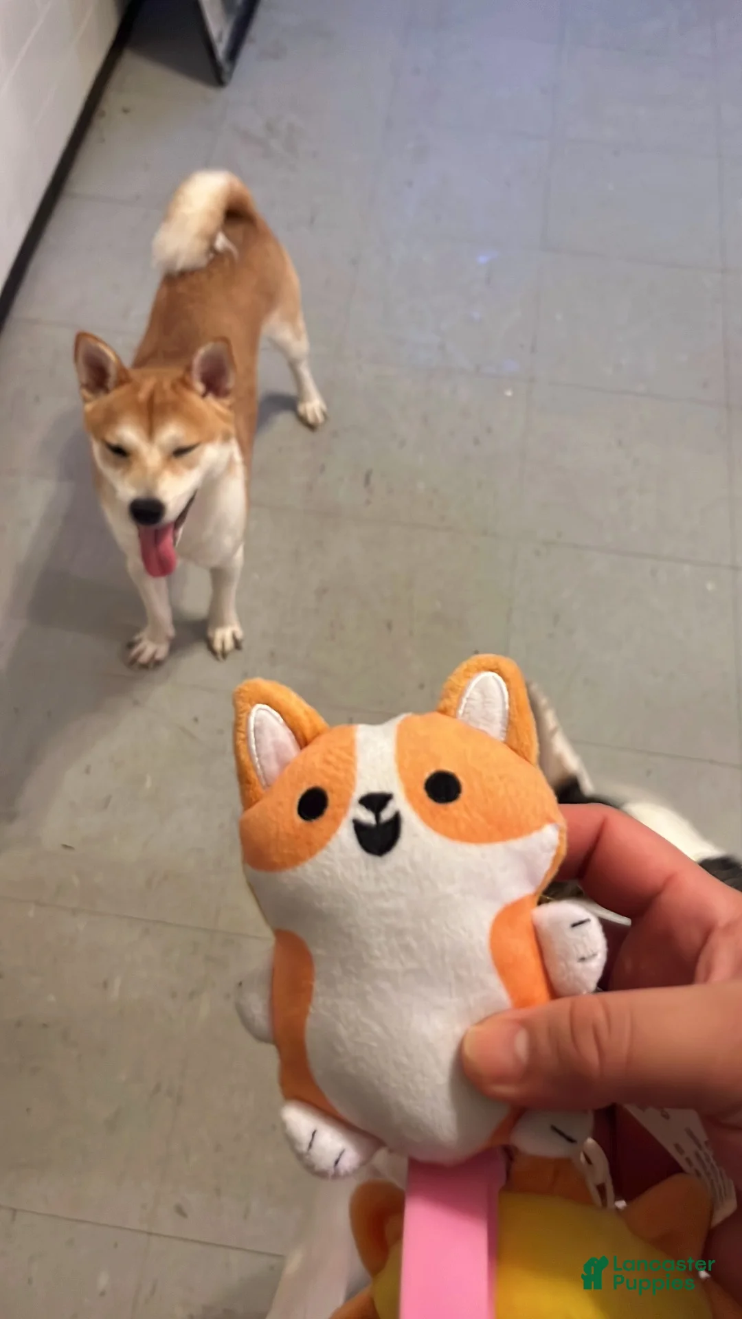 Shiba Inu dogs for stud: Shiba Inu  - Ad 1