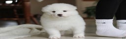 Samoyed dogs for sale: Poppy - Ad 11