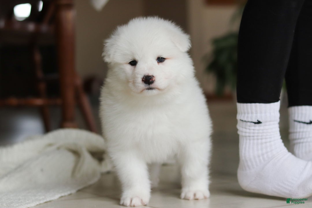 Samoyed dogs for sale: Poppy - Ad 11