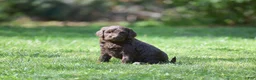 Portuguese Water Dog dogs for sale: Miley - Ad 11