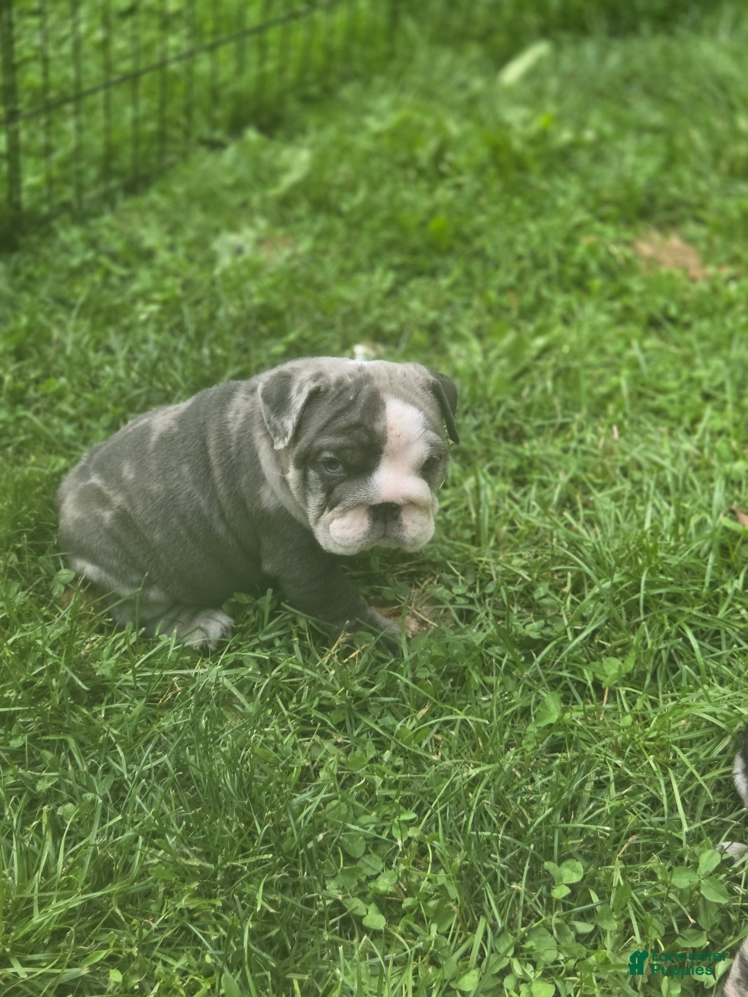 English Bulldog dogs Molly English Bulldog Puppy 1 - Ad 2