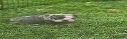 English Bulldog dogs for sale: Molly English Bulldog Puppy 1 - Ad 2