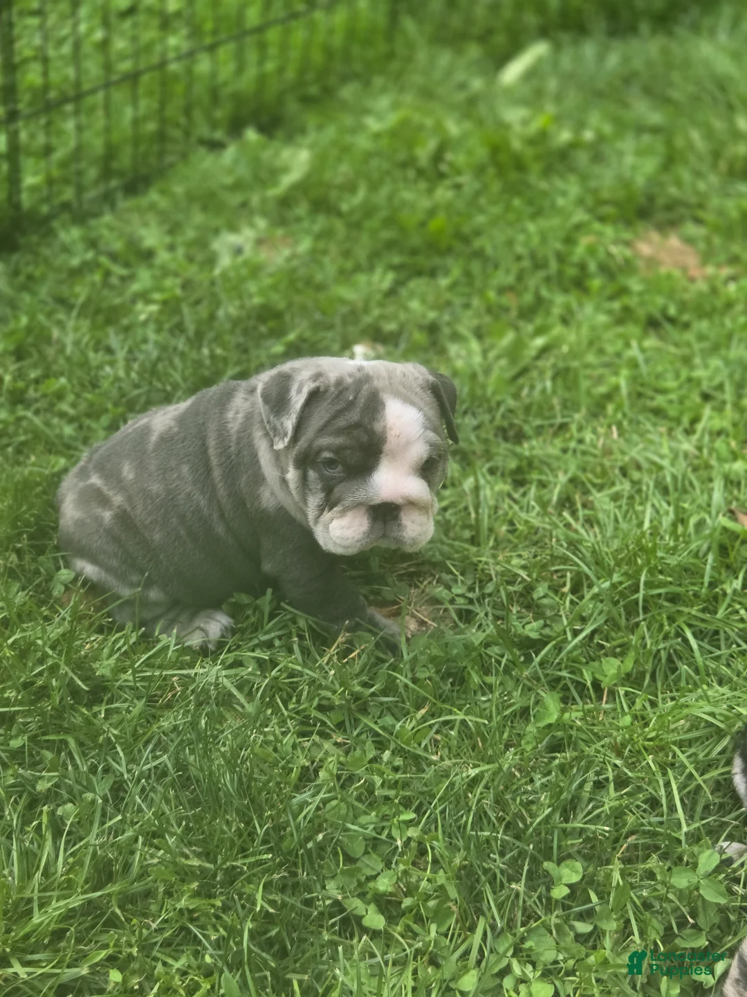 English Bulldog dogs for sale: Molly English Bulldog Puppy 1 - Ad 2