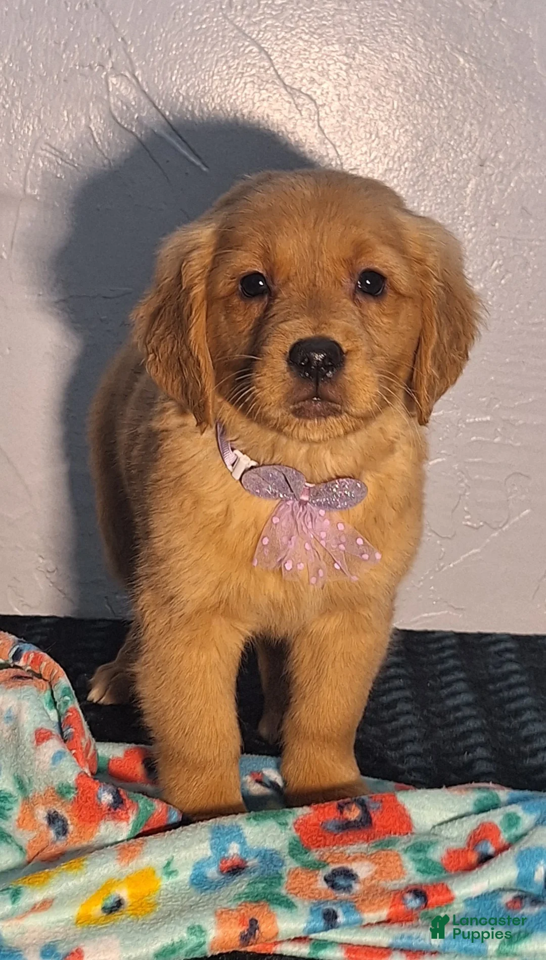 Golden Retriever dogs for sale: Treva - Ad 1