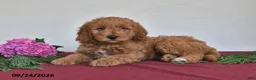 Mini Goldendoodle dogs for sale: Jasper - Ad 4