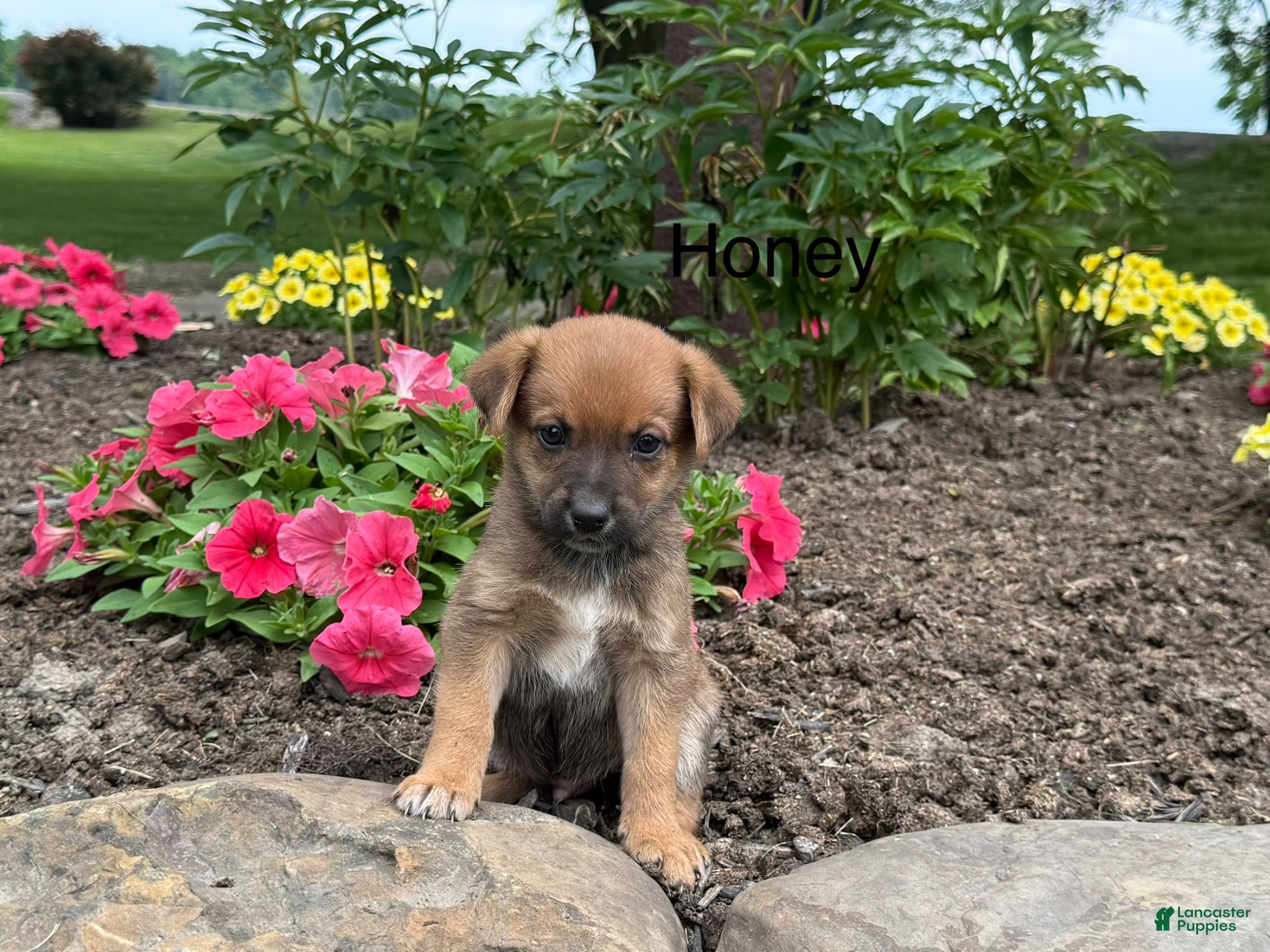 Mixed Breed dogs for sale: Honey - Ad 2