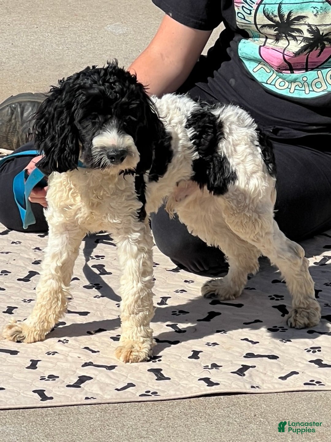 Cockapoo dogs for sale: Ringo - Ad 3