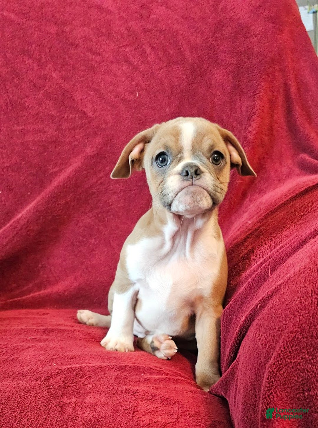 Mixed Breed dogs for sale: Tiny Tan Girl - Ad 6