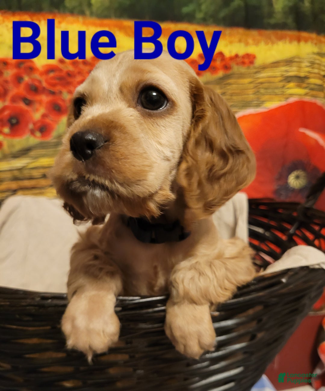 Cockapoo dogs for sale: Blue Boy  - Ad 2