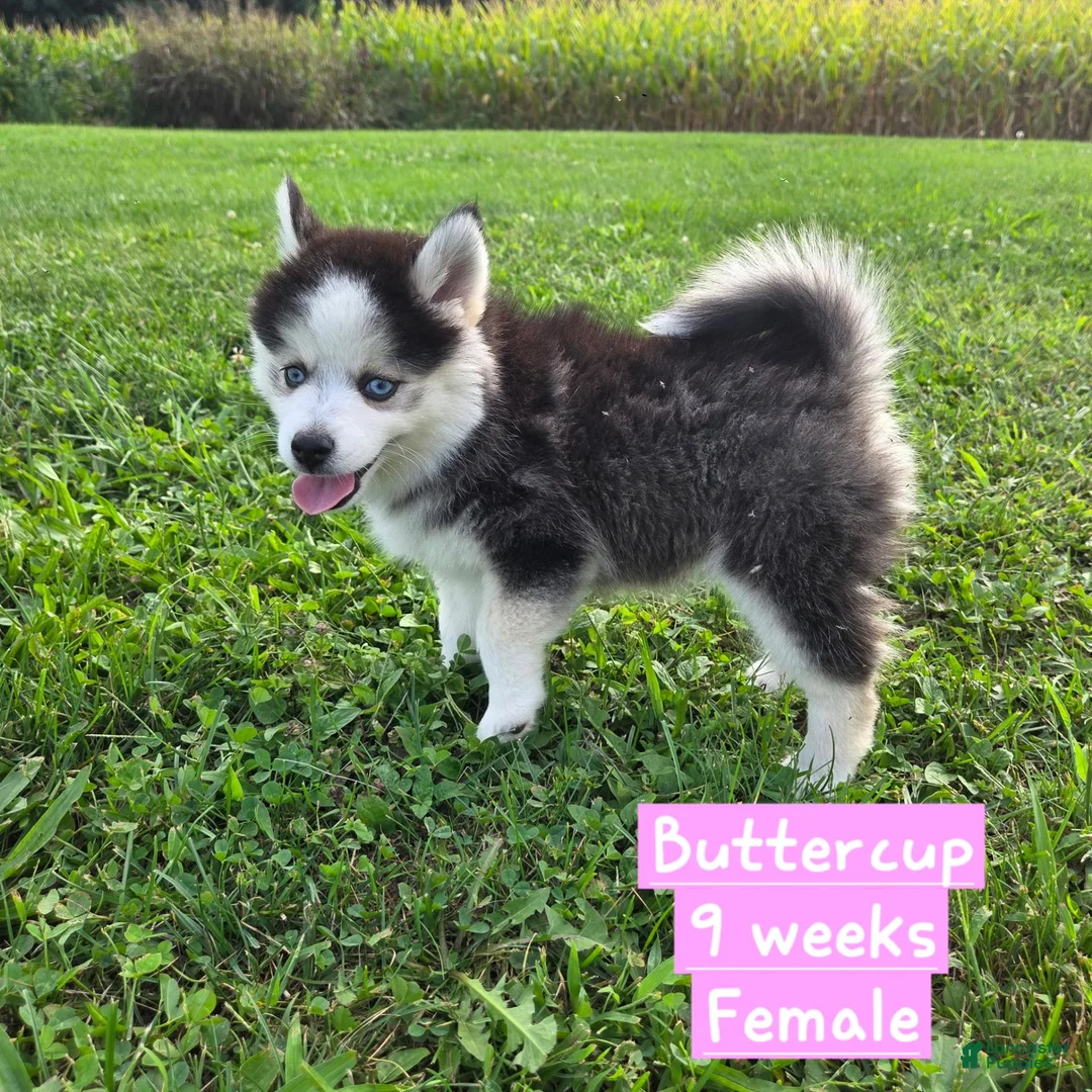 Pomsky dogs for sale: Buttercup - Ad 2