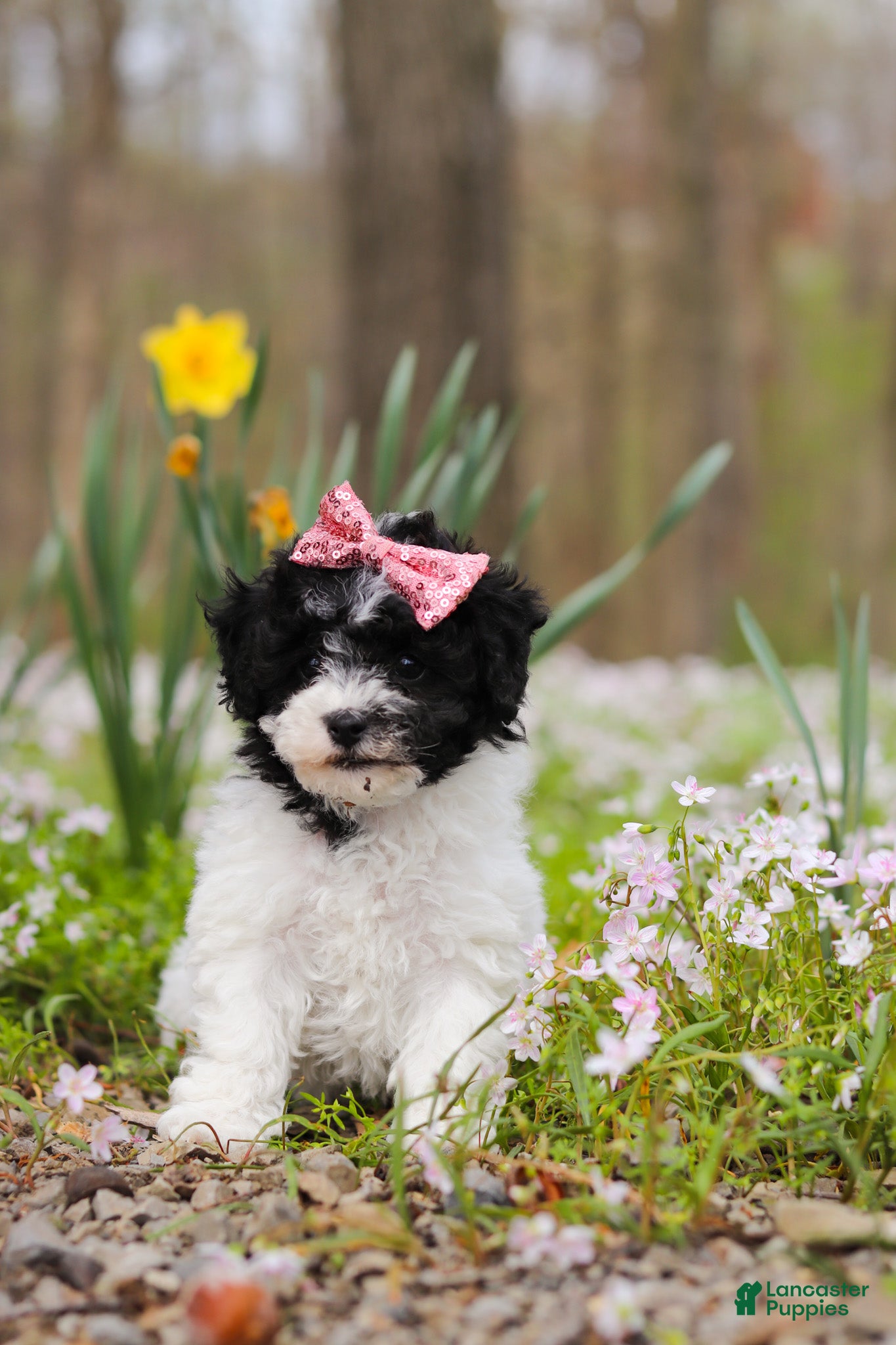 Bichpoo dogs Twila - Ad 2