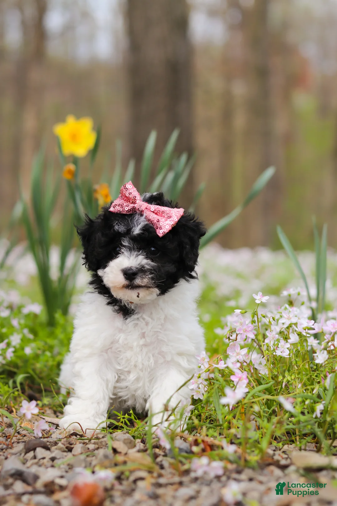 Bichpoo dogs for sale: Twila - Ad 2