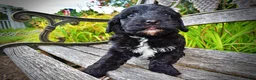 Havapoo dogs for sale: Harmony - Ad 6