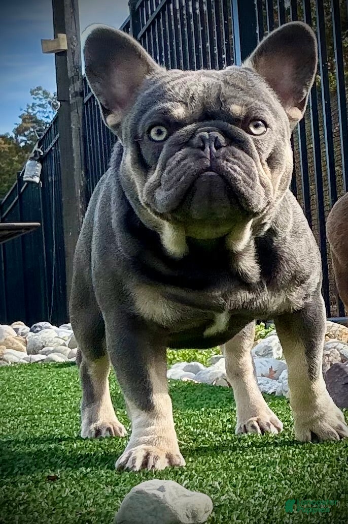 French Bulldog dogs Isabella pied/Lilac tan carrying testable STUD - Ad 2