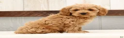 Cockapoo dogs for sale: Harold - Ad 5
