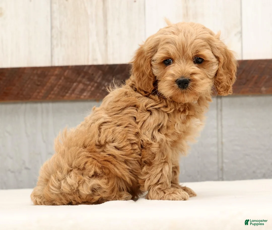Cockapoo dogs for sale: Harold - Ad 5