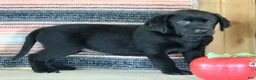 Labrador Retriever dogs for sale: Betty  - Ad 6