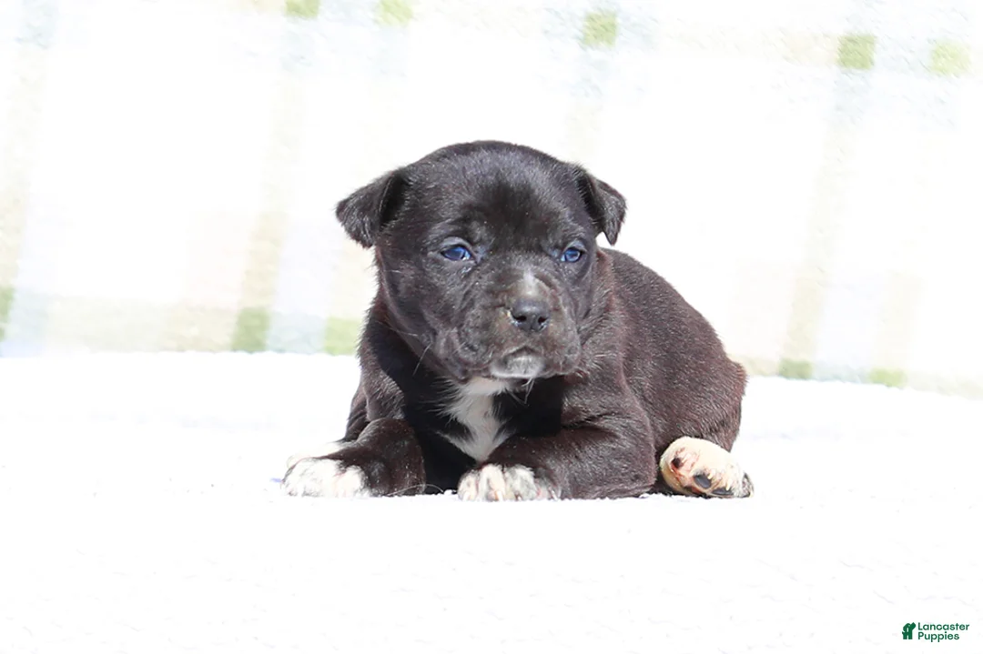 Mixed Breed dogs for sale: Magpie - European Doberdane GIRL! - Ad 1