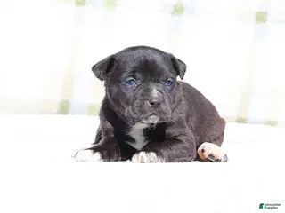 Mixed Breed dogs Magpie - European Doberdane GIRL! - Ad 9