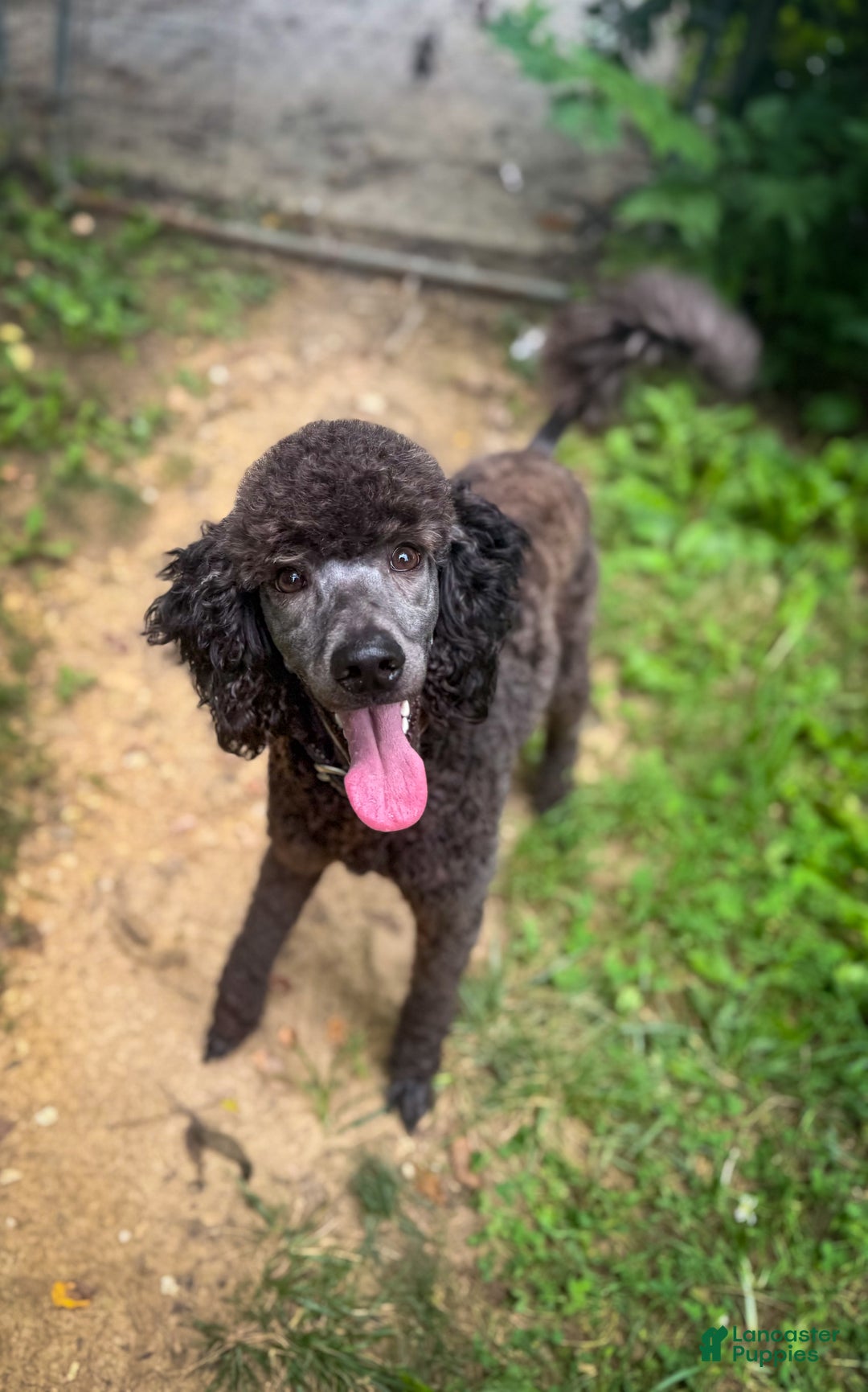 Sheepadoodle dogs for sale: Coconut Crème  - Ad 10