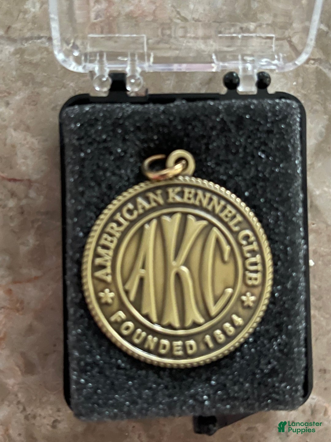 Miniature Dachshund dogs for sale: Full AKC Russian boy - Ad 9