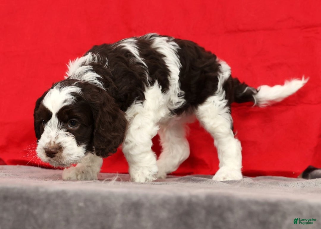 Cavapoo dogs for sale: Seth - Ad 7