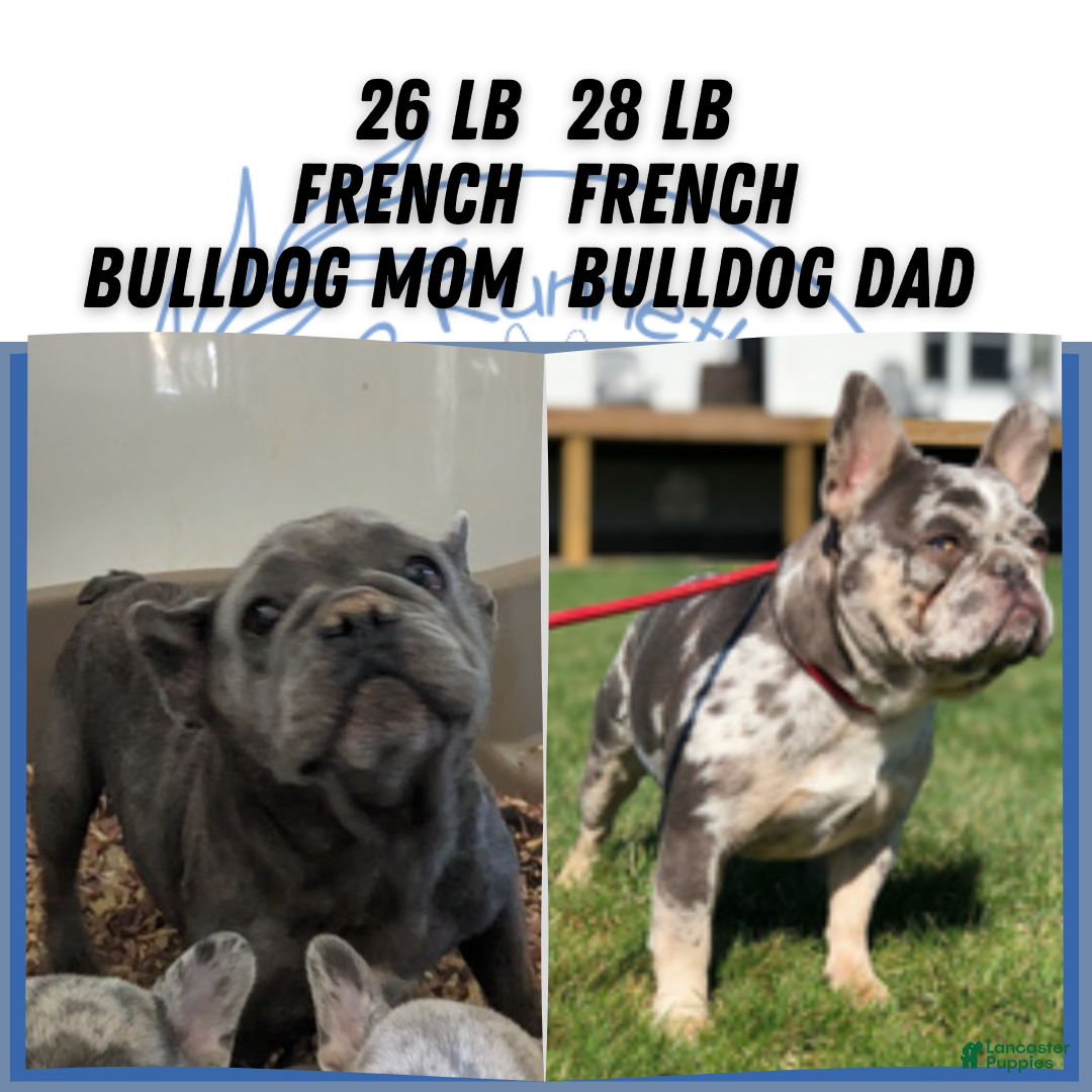 French Bulldog dogs for sale: Odin - Ad 15