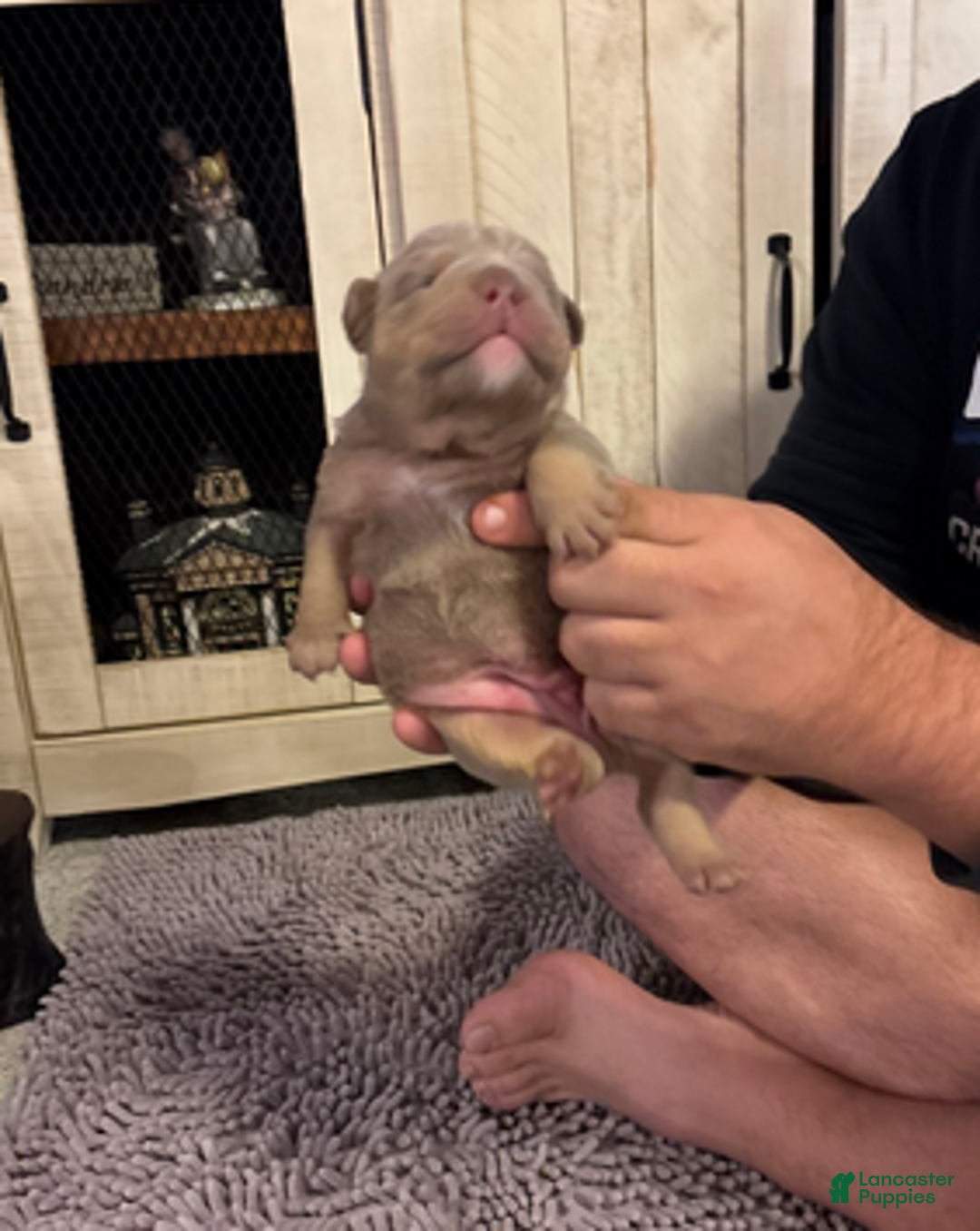 English Bulldog dogs for sale: Lola - Ad 6