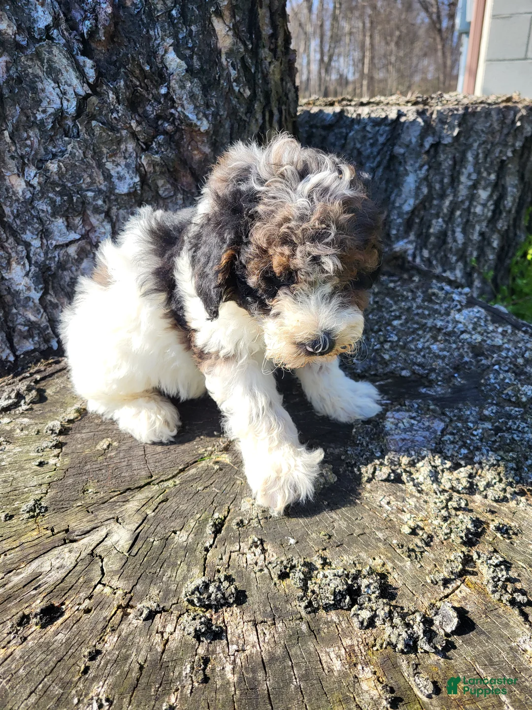 Miniature Poodle dogs for sale: Benji - Ad 1