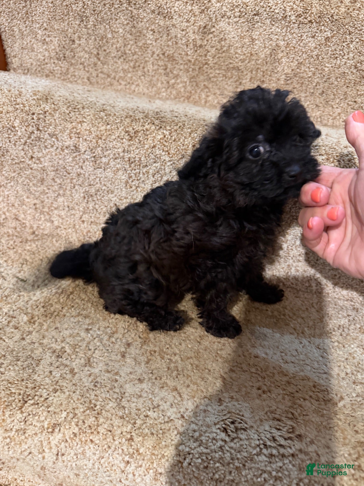 Yorkiepoo dogs Shakira - Ad 1