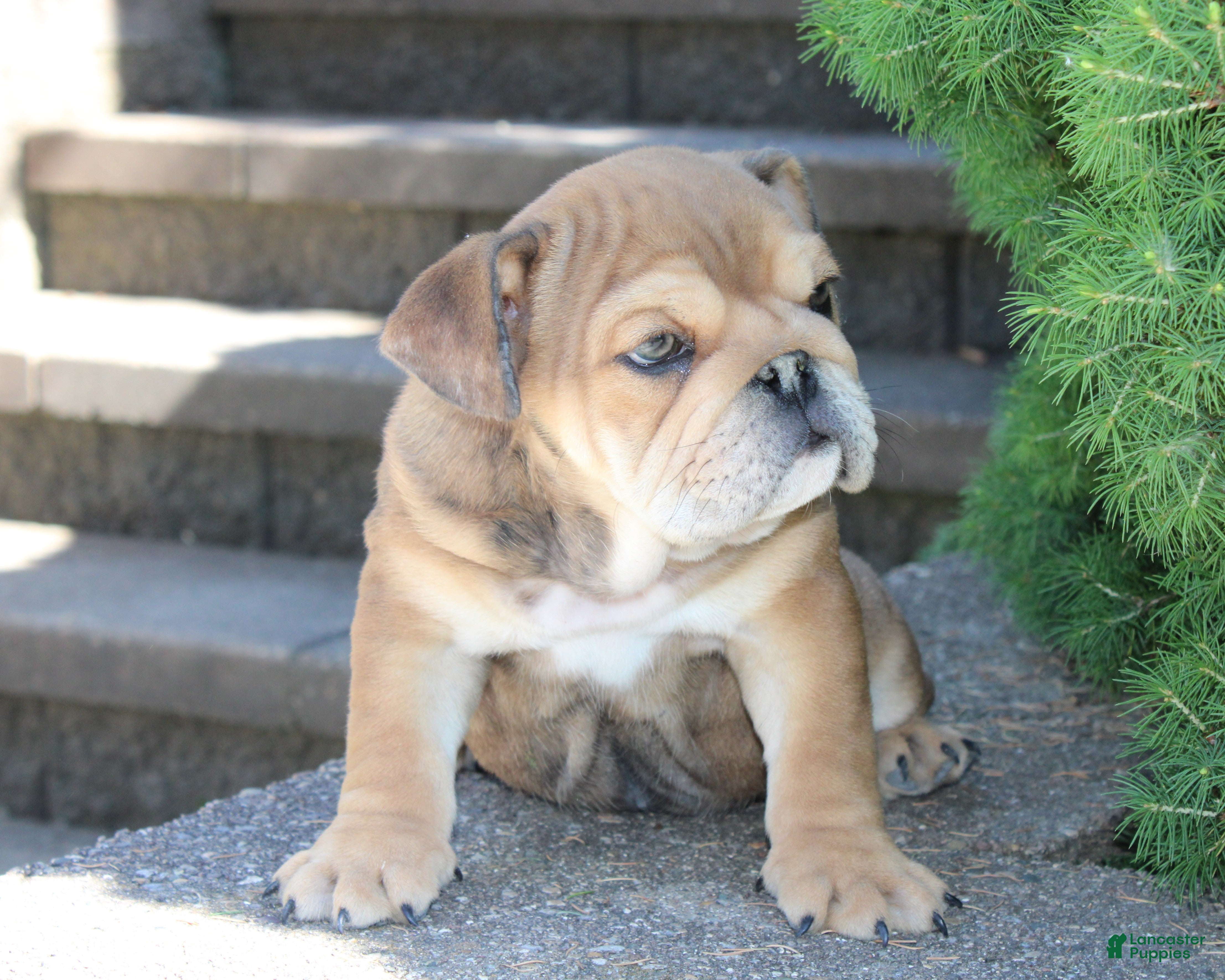 English Bulldog dogs for sale: Zeus - Ad 6