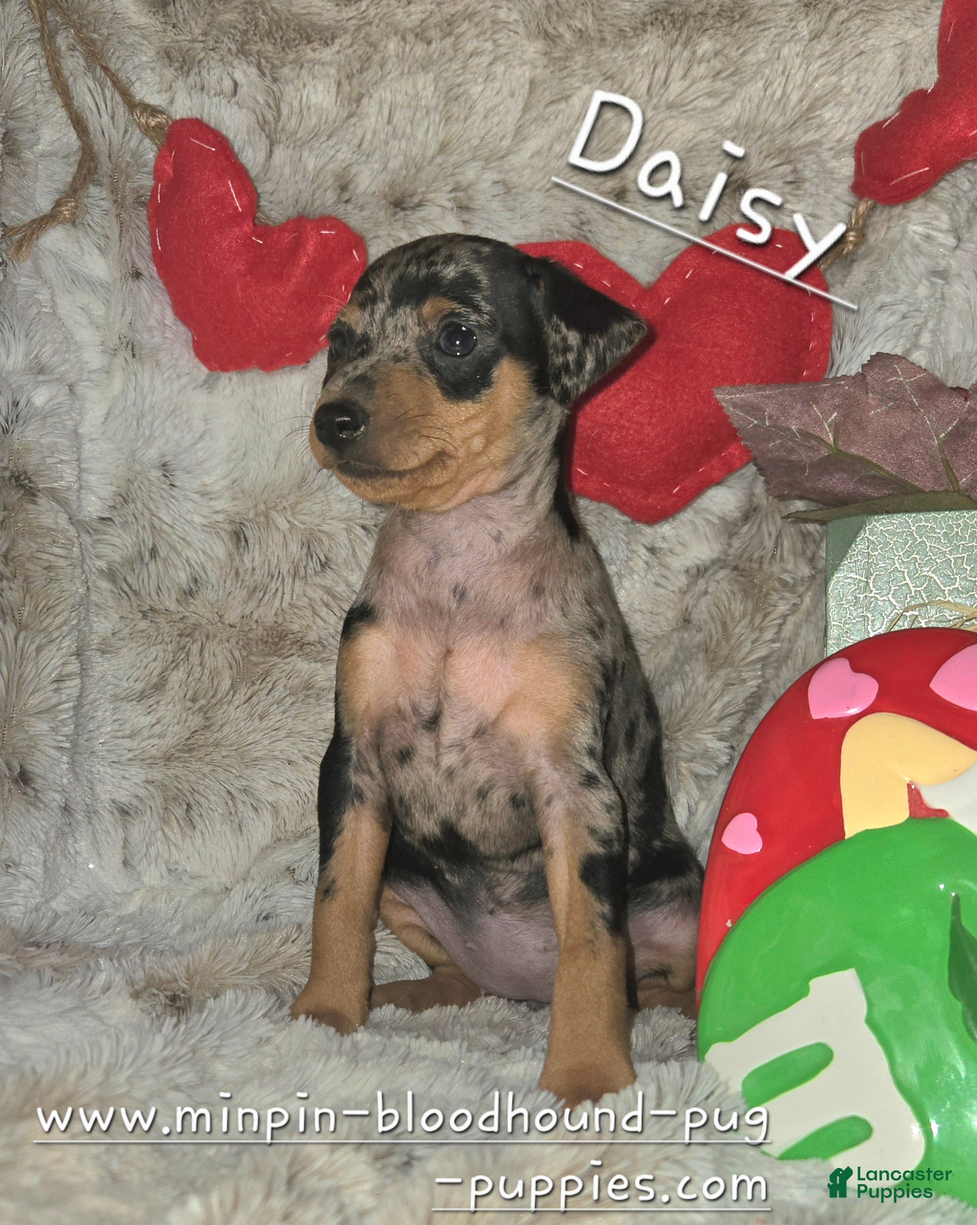 Miniature Pinscher dogs Daisy black tan tweed merle - Ad 6