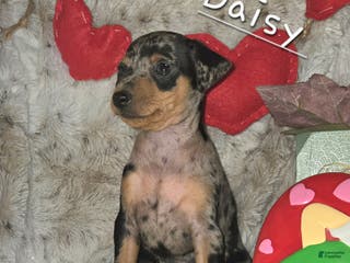 Miniature Pinscher dogs Daisy black tan tweed merle - Ad 6