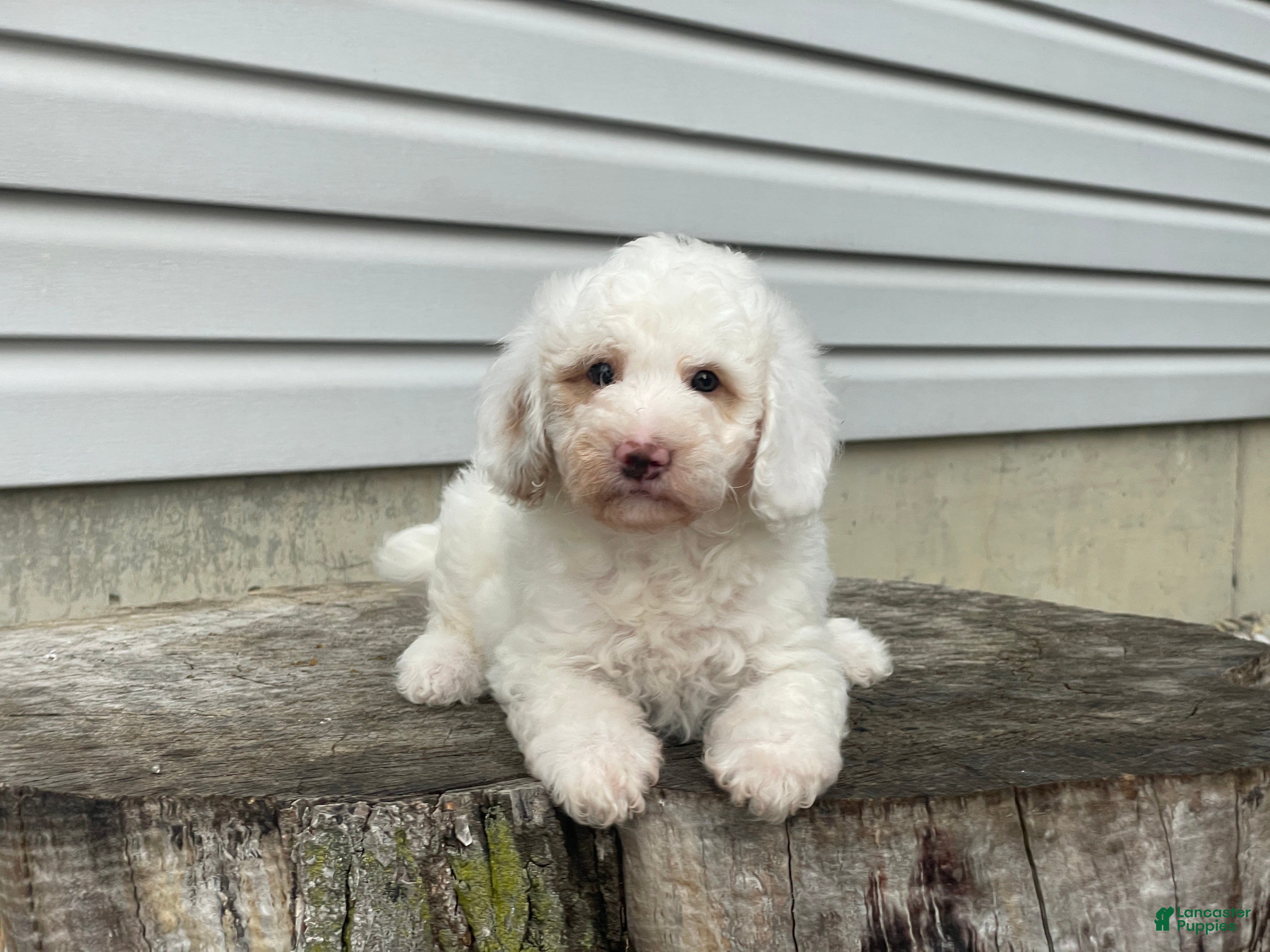 Miniature Poodle dogs Daxton Miniature Poodle  - Ad 2