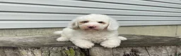 Miniature Poodle dogs for sale: Daxton Miniature Poodle  - Ad 6