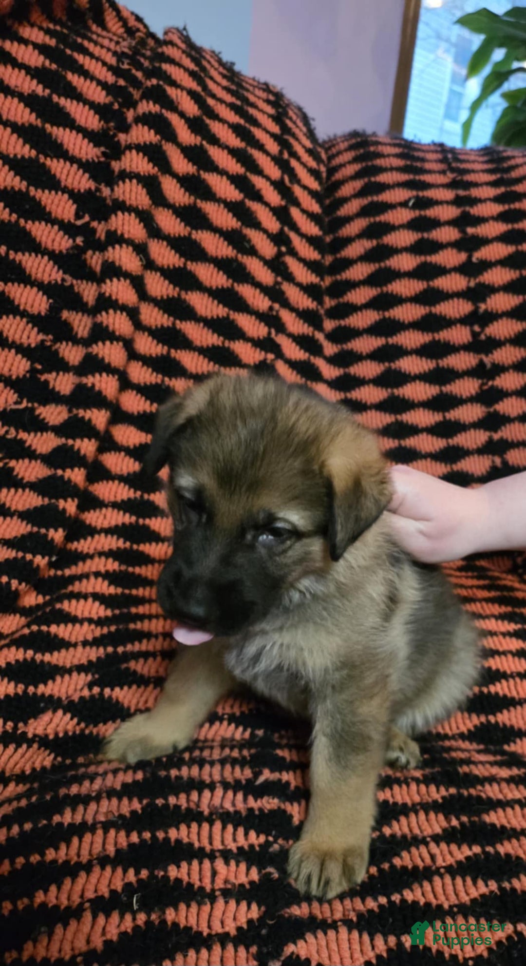 German Shepherd dogs for sale: Peony - Ad 1