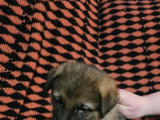 German Shepherd dogs for sale: Peony - Ad 4