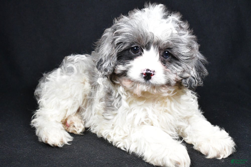 Cavapoo dogs Cavapoo Puppy 2 - Ad 19