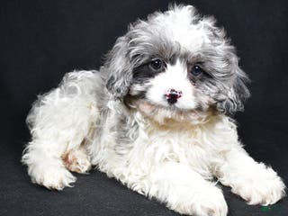 Cavapoo dogs for sale: Cavapoo Puppy 2 - Ad 4