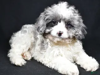 Cavapoo dogs Cavapoo Puppy 2 - Ad 37