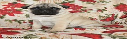 Pug dogs for sale: Charm  - Ad 2