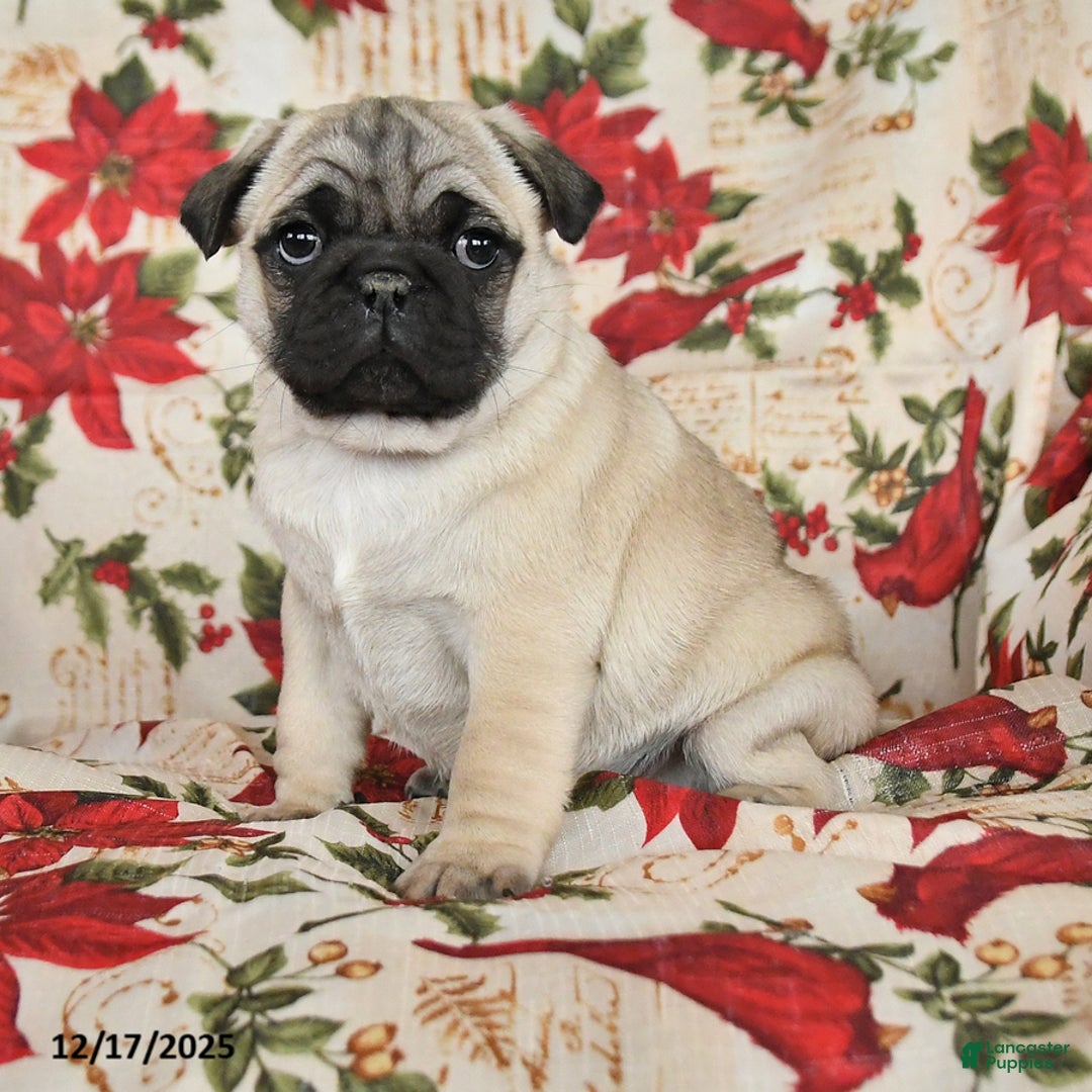 Pug dogs for sale: Charm  - Ad 2